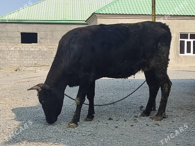 GOLELİ SYGYR - Гёкдепе - img 3