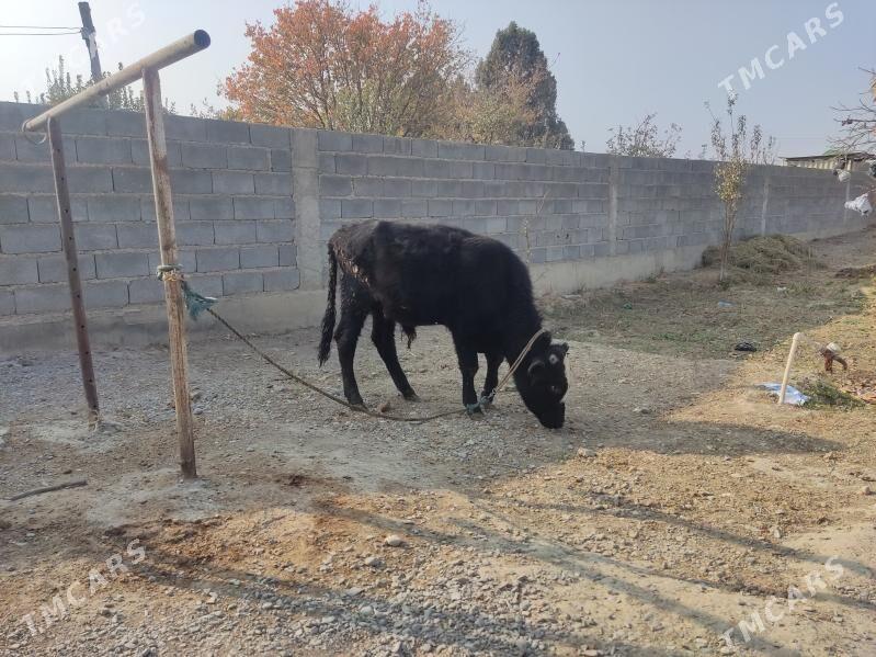 GOLELİ SYGYR - Гёкдепе - img 7