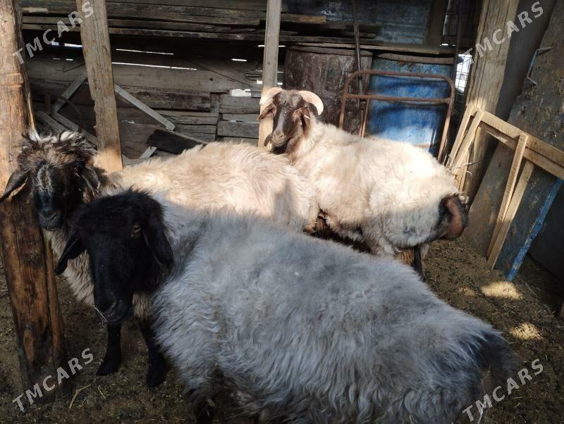 işşek - Ашхабад - img 1