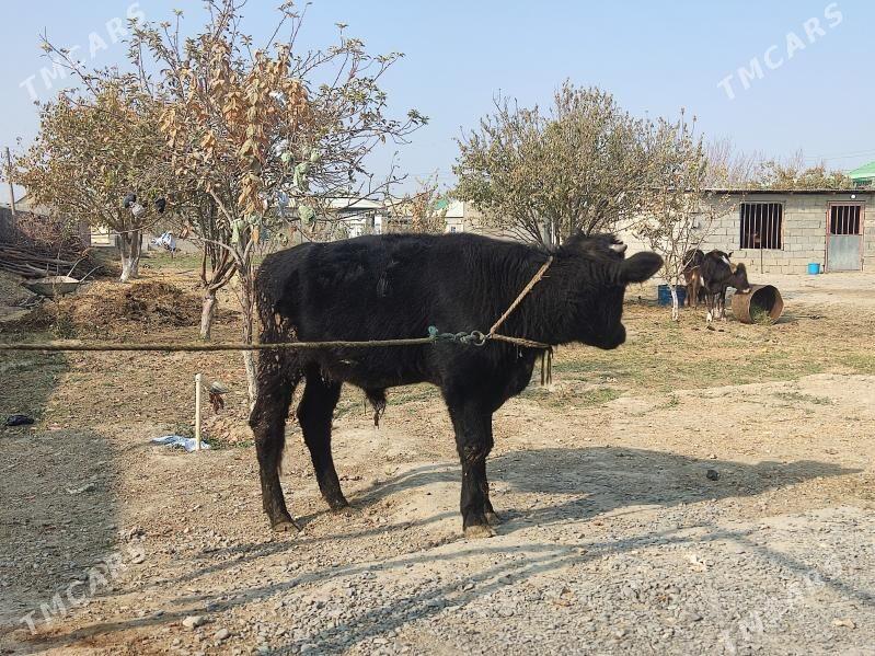 GOLELİ SYGYR - Гёкдепе - img 8