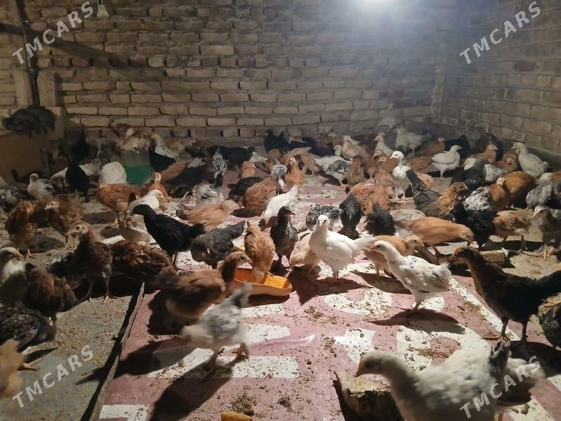 juyje - Теджен - img 3