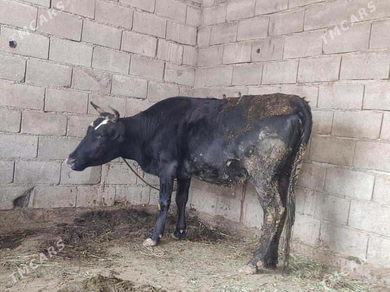 GOLELİ SYGYR - Гёкдепе - img 2