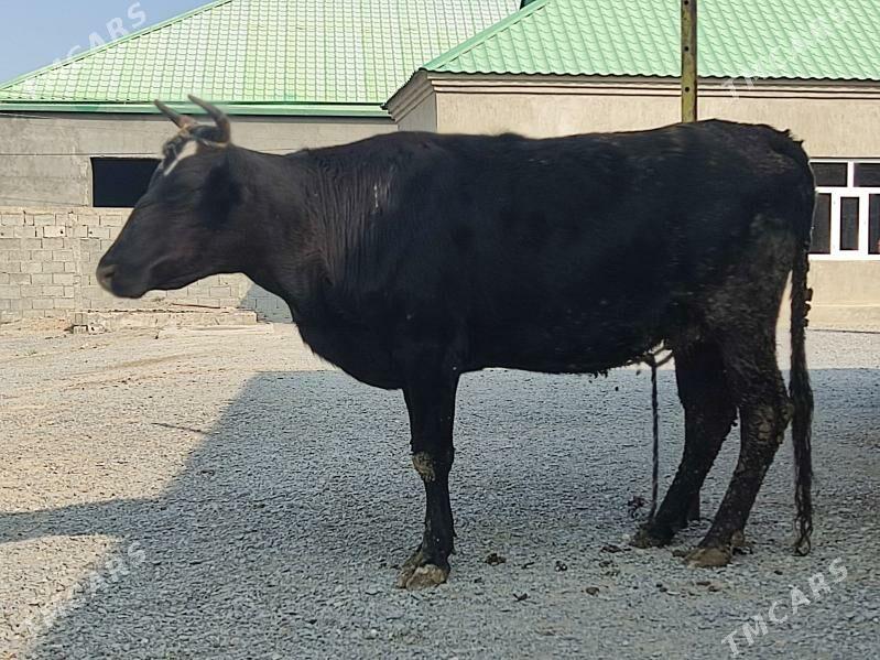 GOLELİ SYGYR - Гёкдепе - img 4