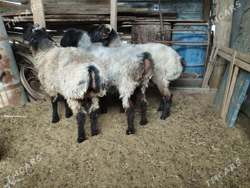 işşek - Ашхабад - img 2