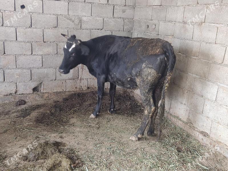 GOLELİ SYGYR - Гёкдепе - img 10