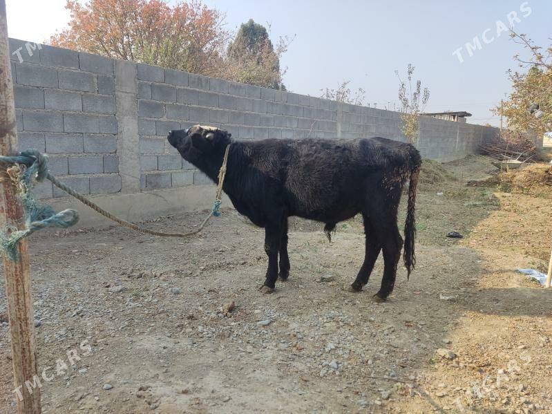 GOLELİ SYGYR - Гёкдепе - img 9