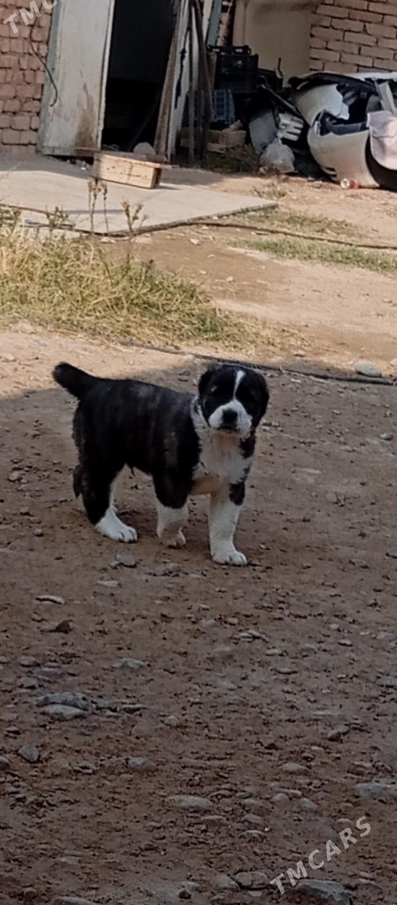 Gujik - Анев - img 1