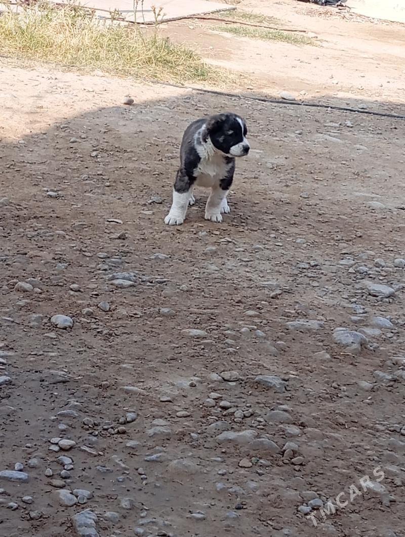 Gujik - Анев - img 2