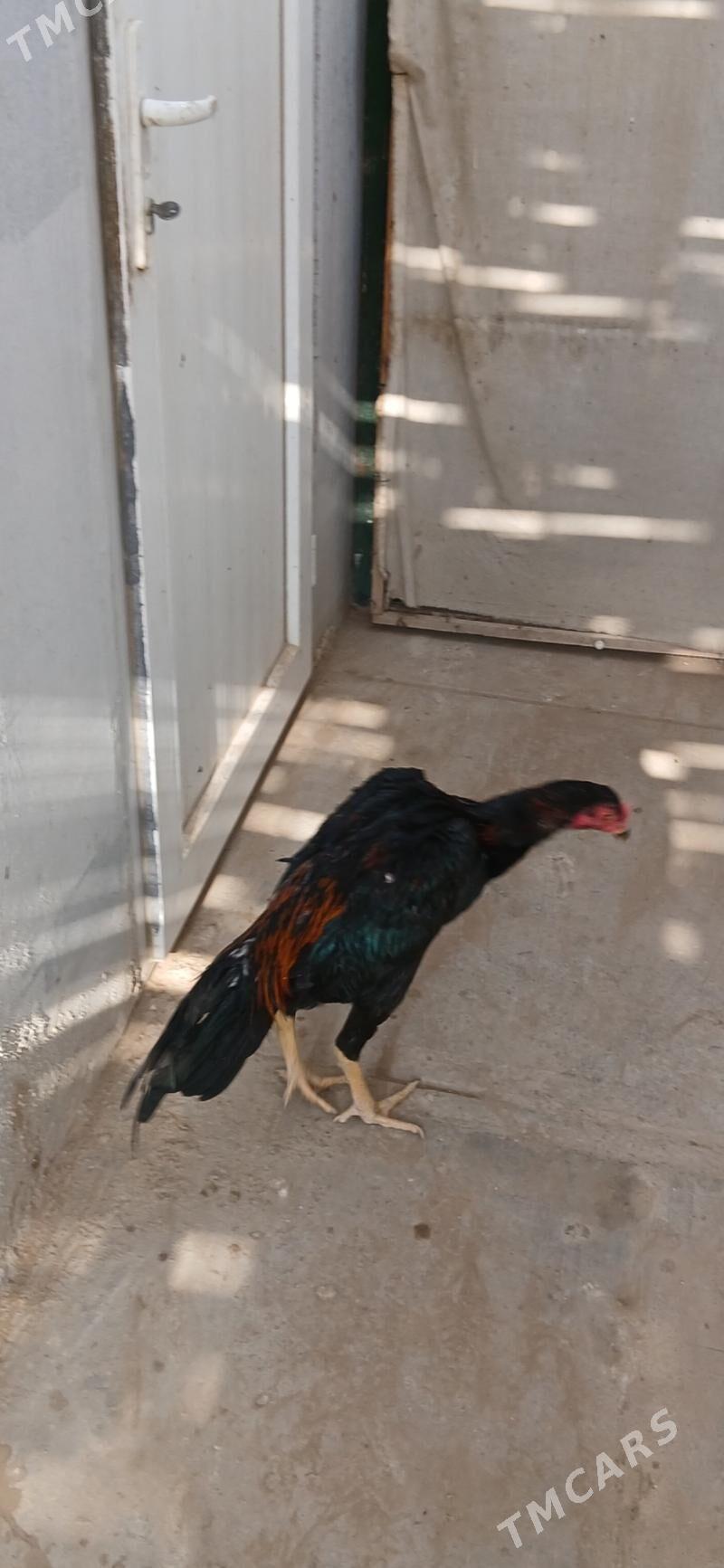 TASKENT HORAZ - Ашхабад - img 2