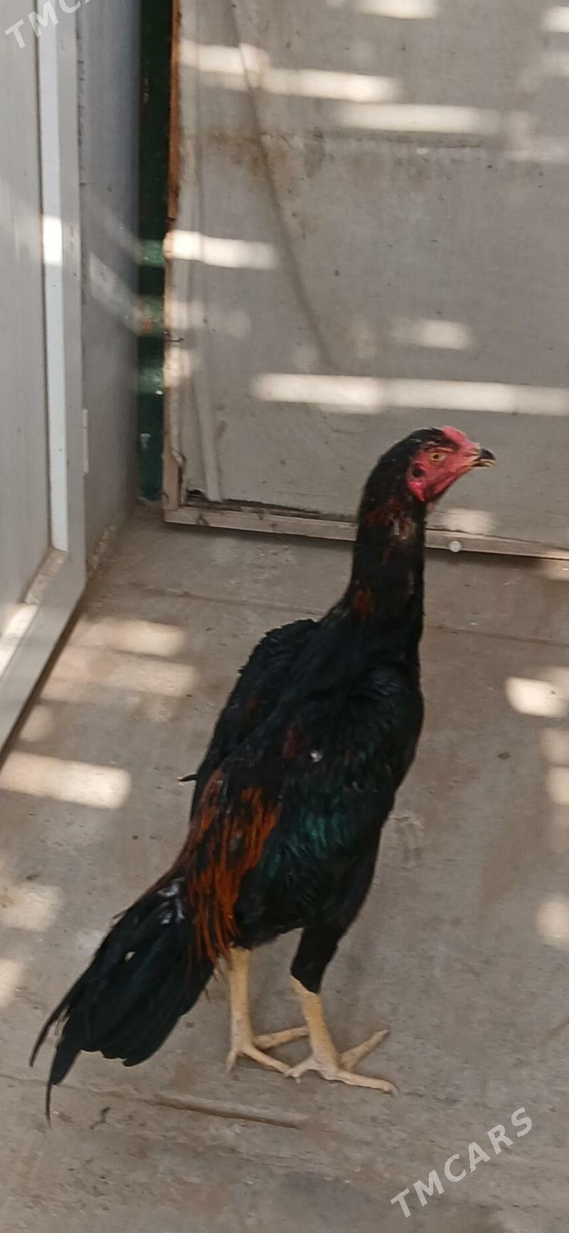 TASKENT HORAZ - Ашхабад - img 5