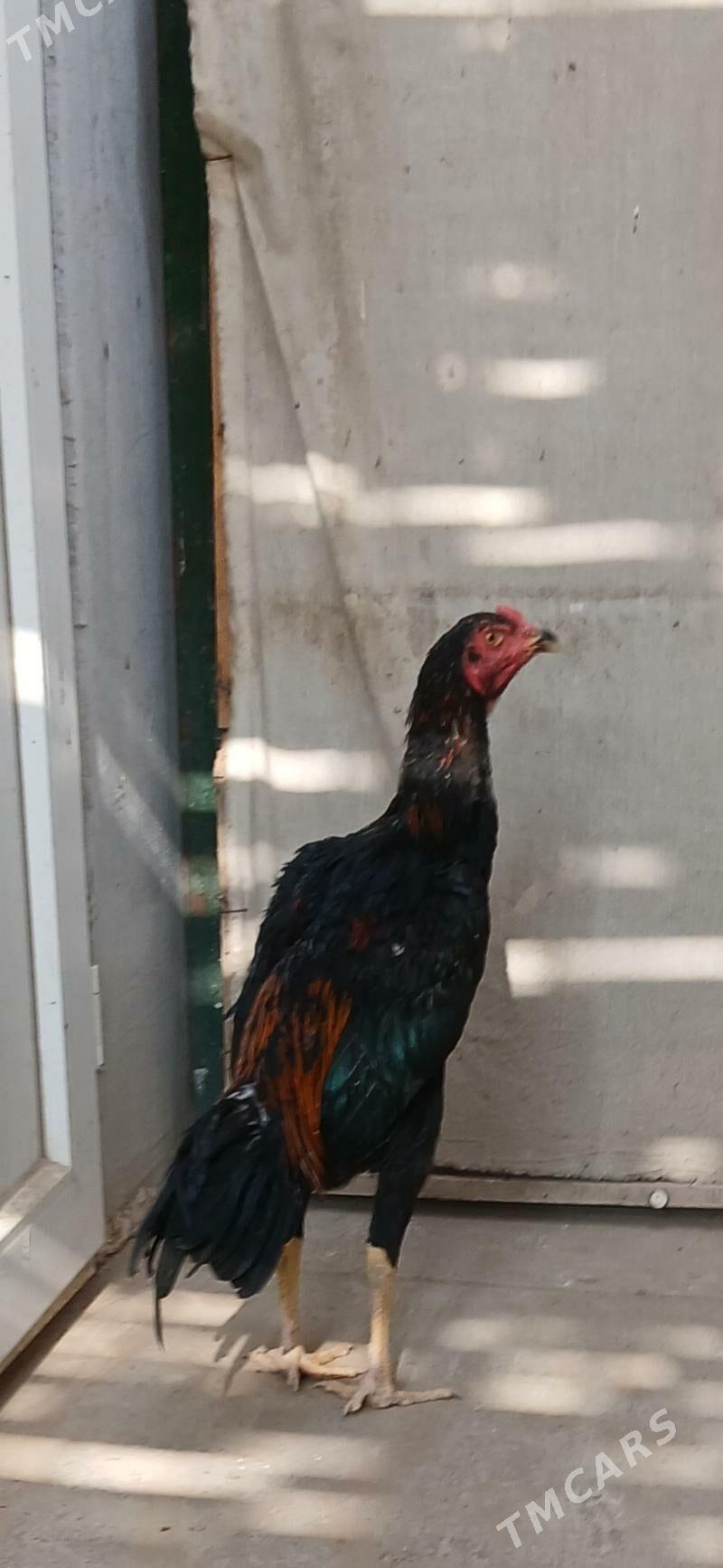 TASKENT HORAZ - Ашхабад - img 3