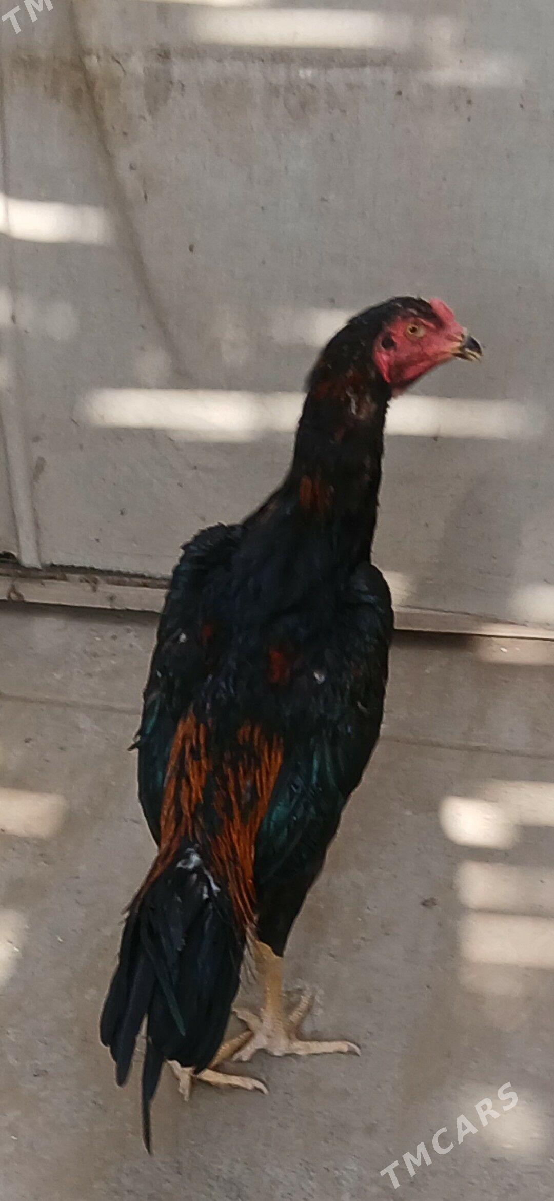 TASKENT HORAZ - Ашхабад - img 4