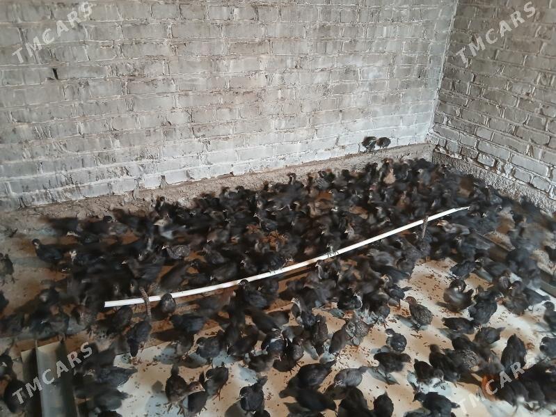 juyje - Теджен - img 3