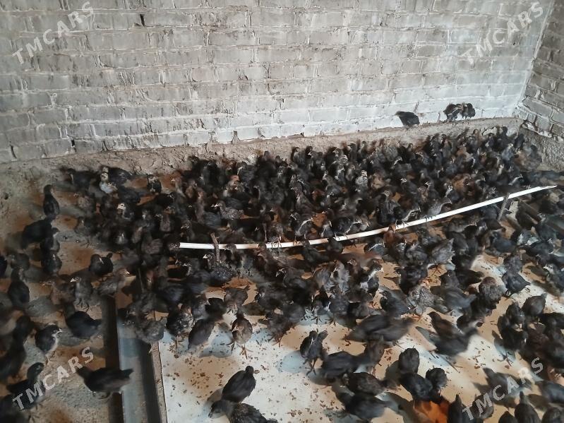 juyje - Теджен - img 2