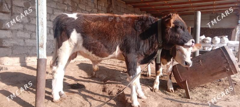 Öküz - Büzmeýin - img 2