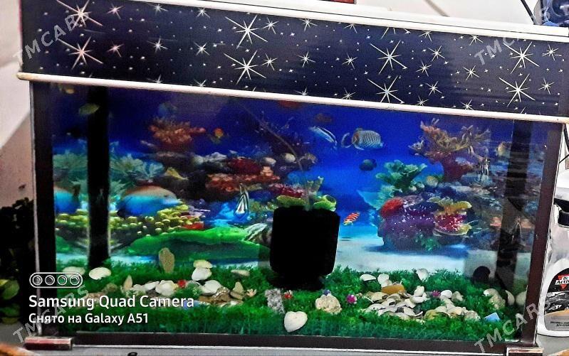 AKWARYUM - Дашогуз - img 2