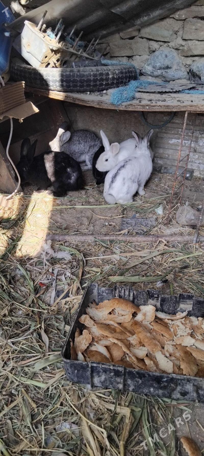 towsan - Gyzylarbat - img 2