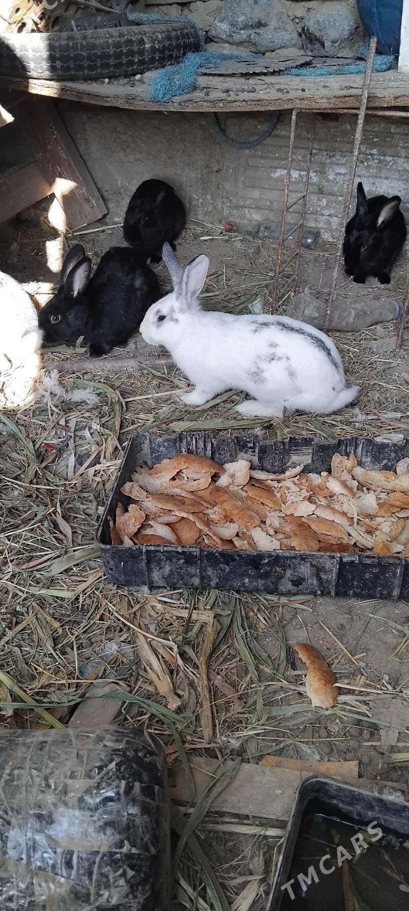 towsan - Gyzylarbat - img 3