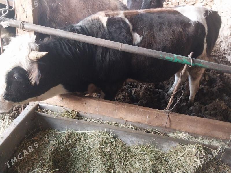 öküz - Bäherden - img 2