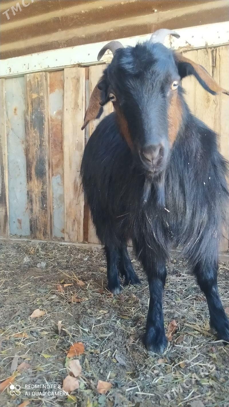 geçi - Джебел - img 3