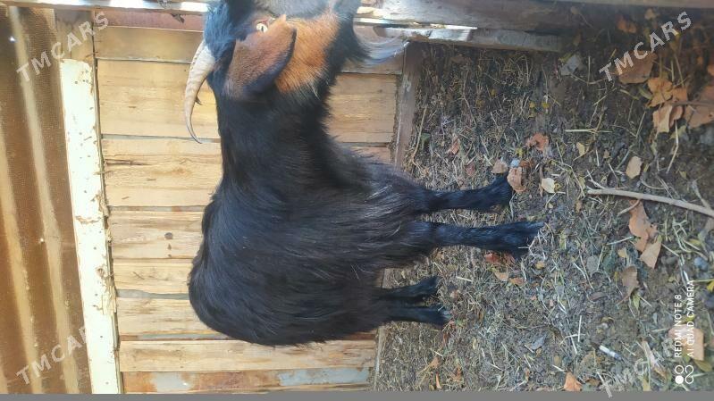 geçi - Джебел - img 2