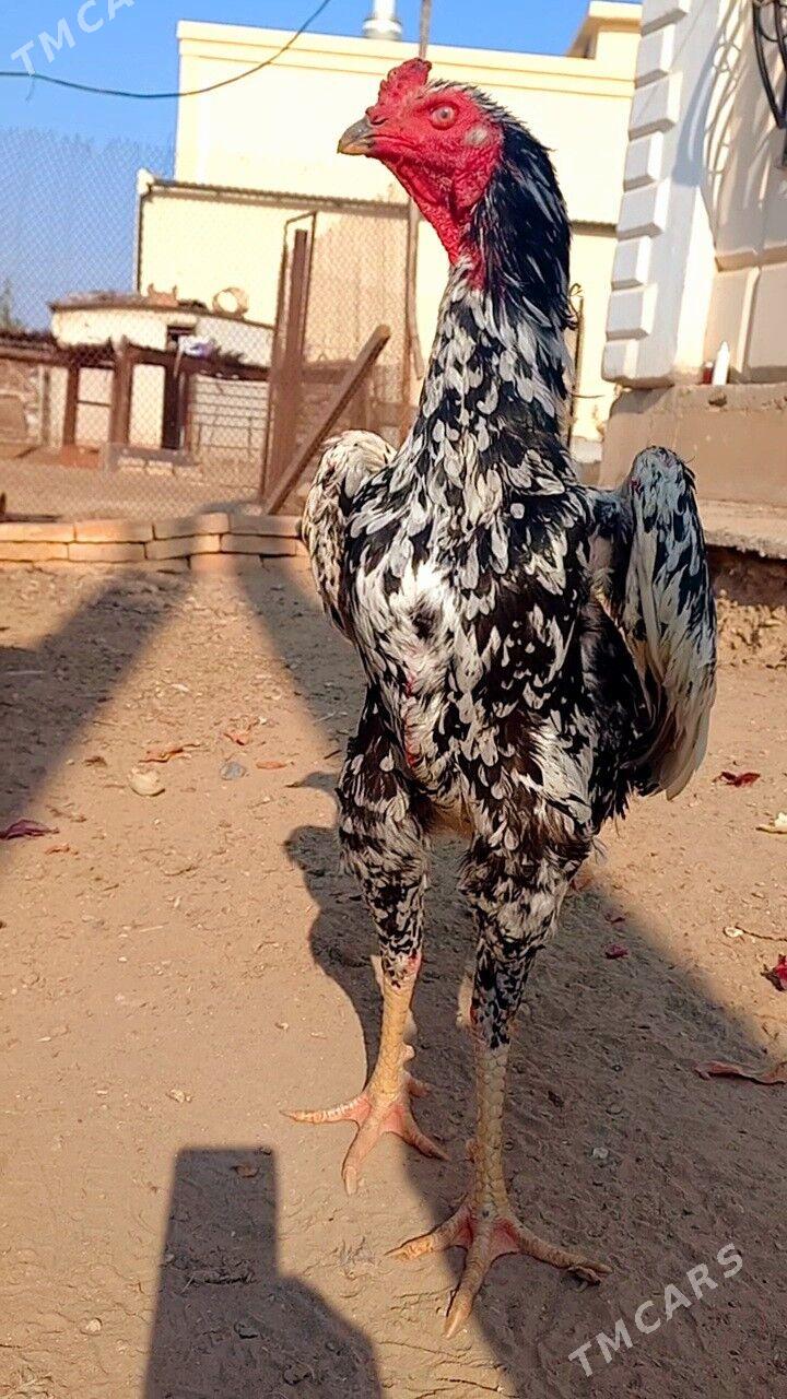 ШАМО ЖУЖЕ - Туркменабат - img 1