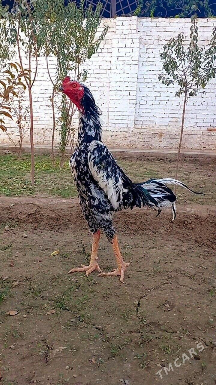 ШАМО ЖУЖЕ - Туркменабат - img 2