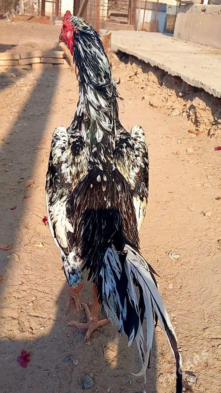 ШАМО ЖУЖЕ - Туркменабат - img 4