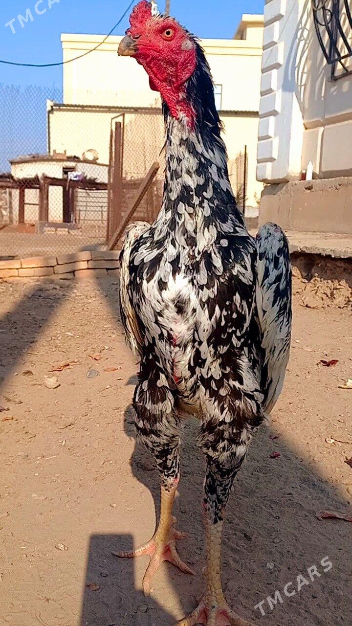 ШАМО ЖУЖЕ - Туркменабат - img 3