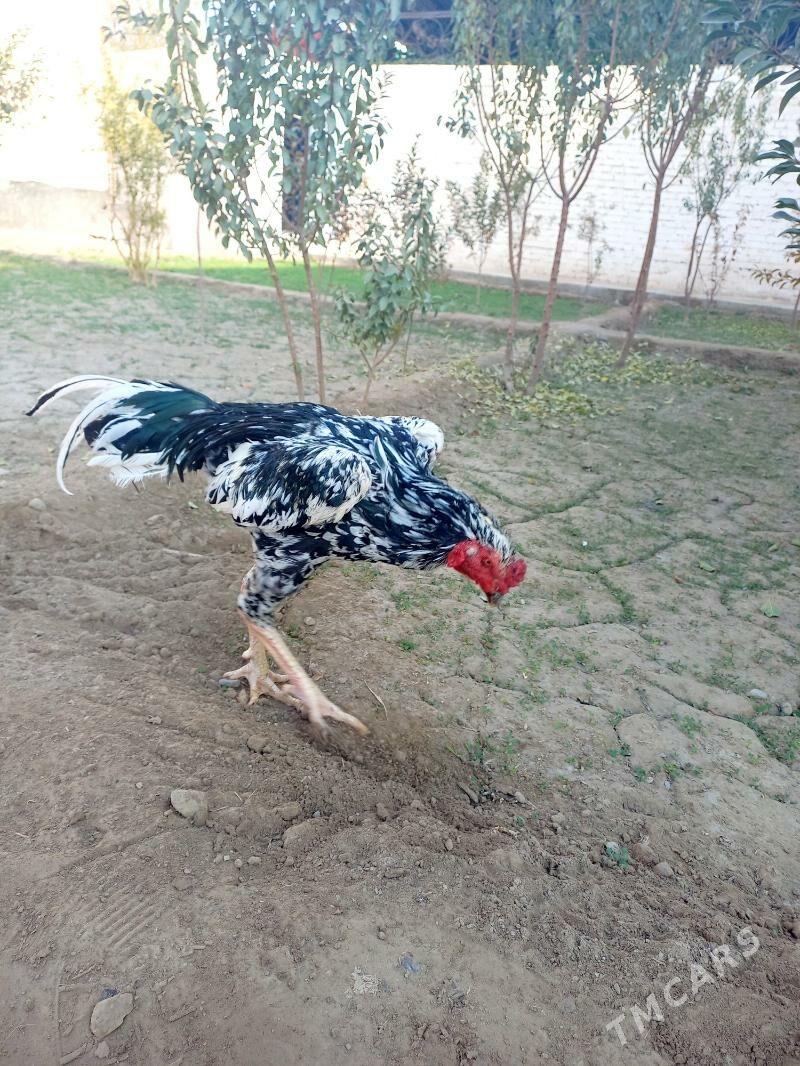 ШАМО ЖУЖЕ - Туркменабат - img 8