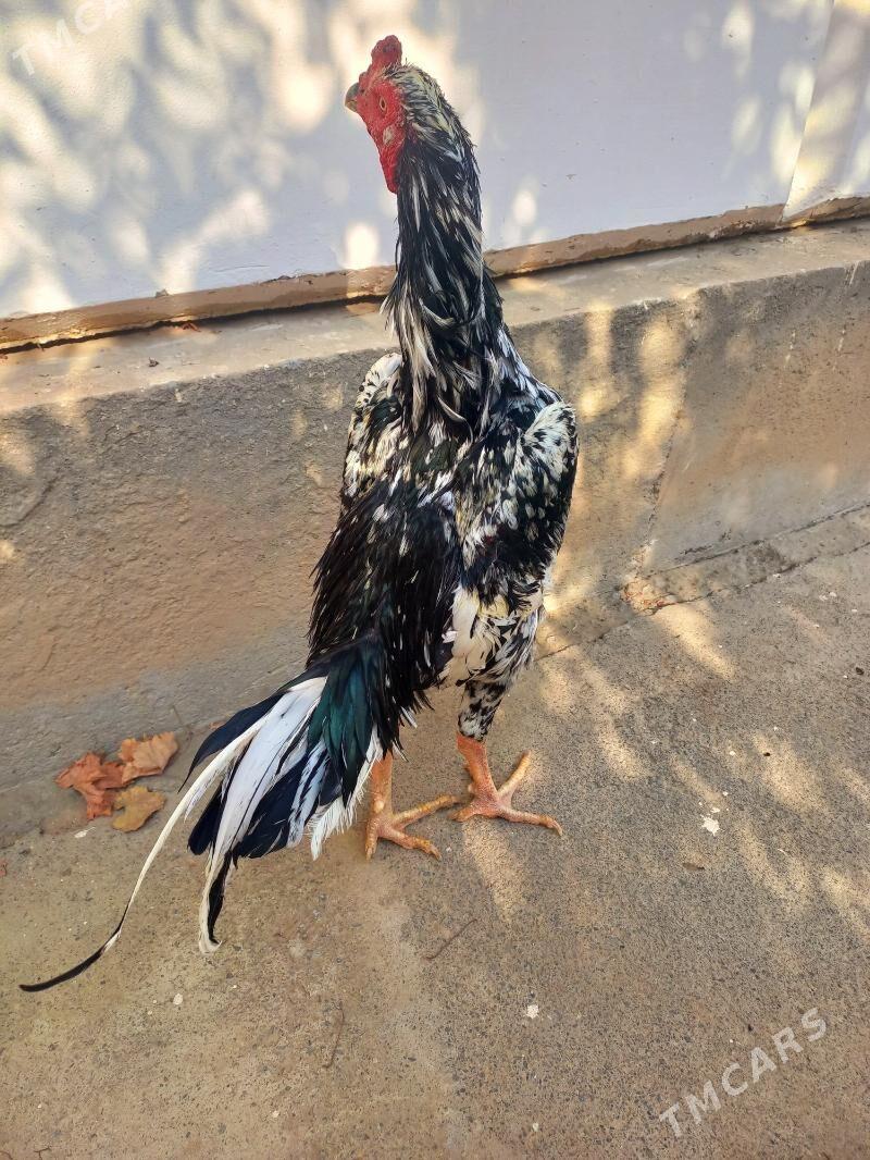 ШАМО ЖУЖЕ - Туркменабат - img 7