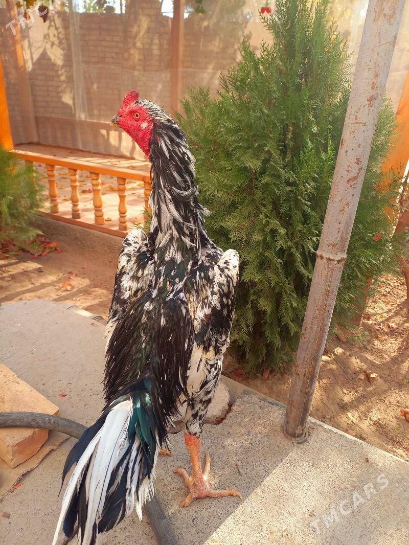 ШАМО ЖУЖЕ - Туркменабат - img 5