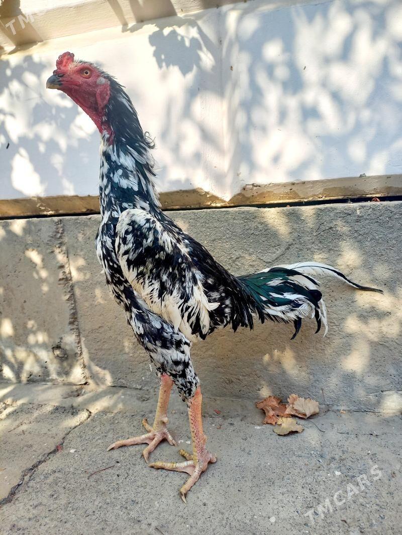 ШАМО ЖУЖЕ - Туркменабат - img 6