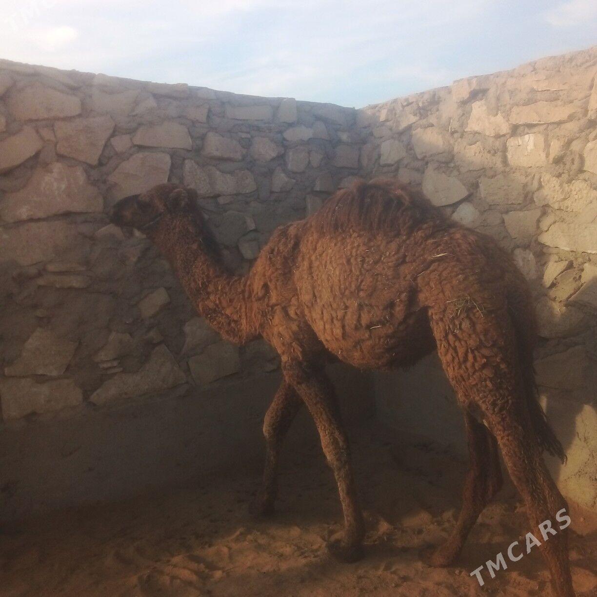 torym - Эсенгулы - img 2