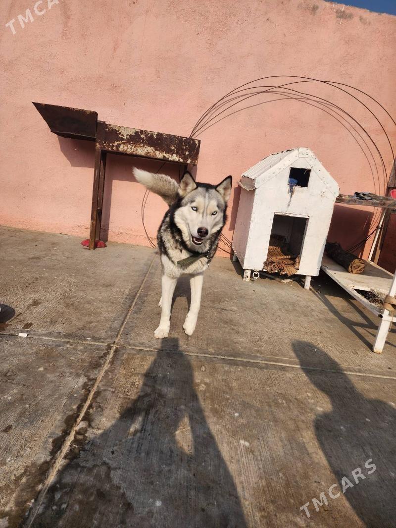 kaski güjuk - Бахарден - img 4