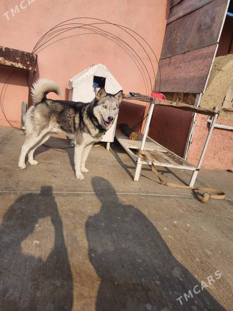 kaski güjuk - Бахарден - img 3