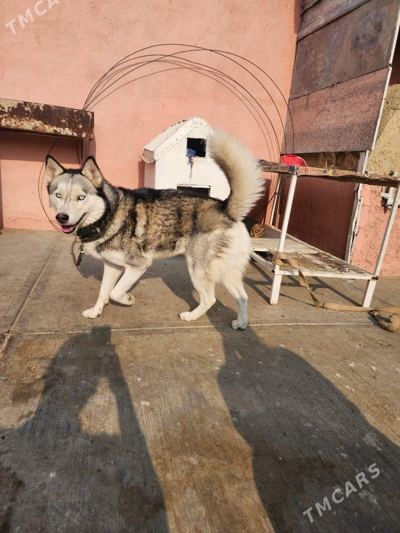 kaski güjuk - Бахарден - img 1