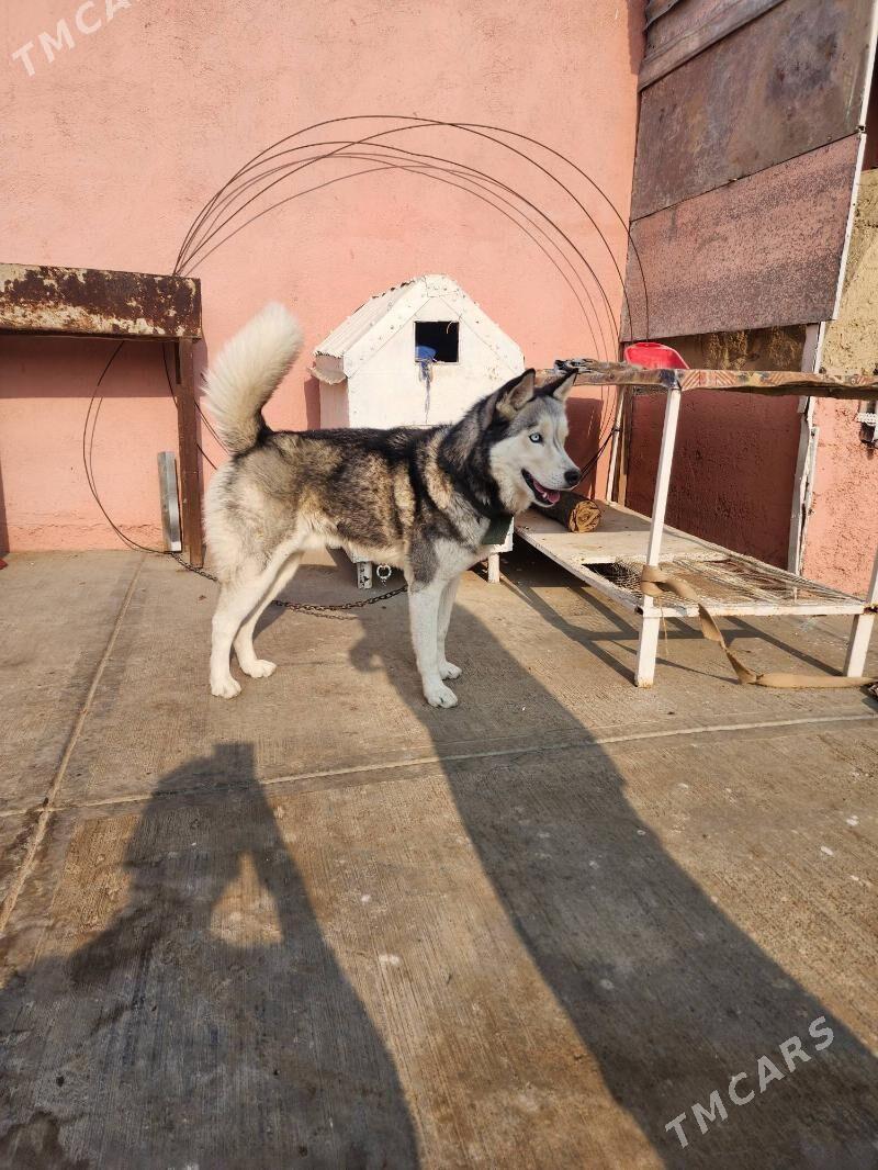 kaski güjuk - Бахарден - img 2