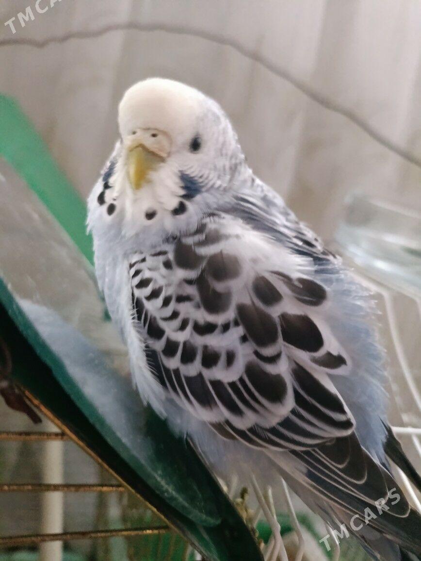 valnisti gus - Тязе заман - img 2