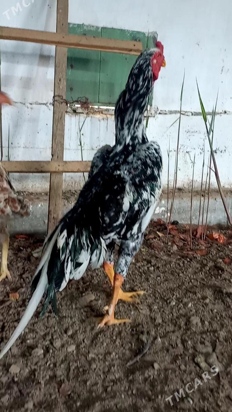 ШАМО ЖУЖЕ - Туркменабат - img 9