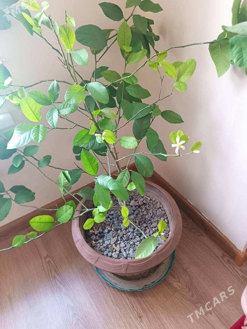 Öý Limon - Arkadag - img 1