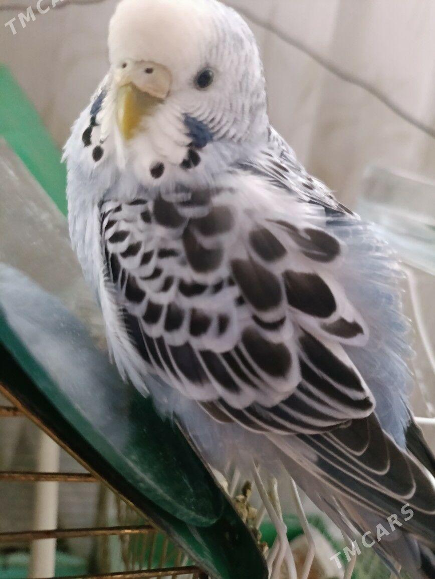 valnisti gus - Тязе заман - img 3