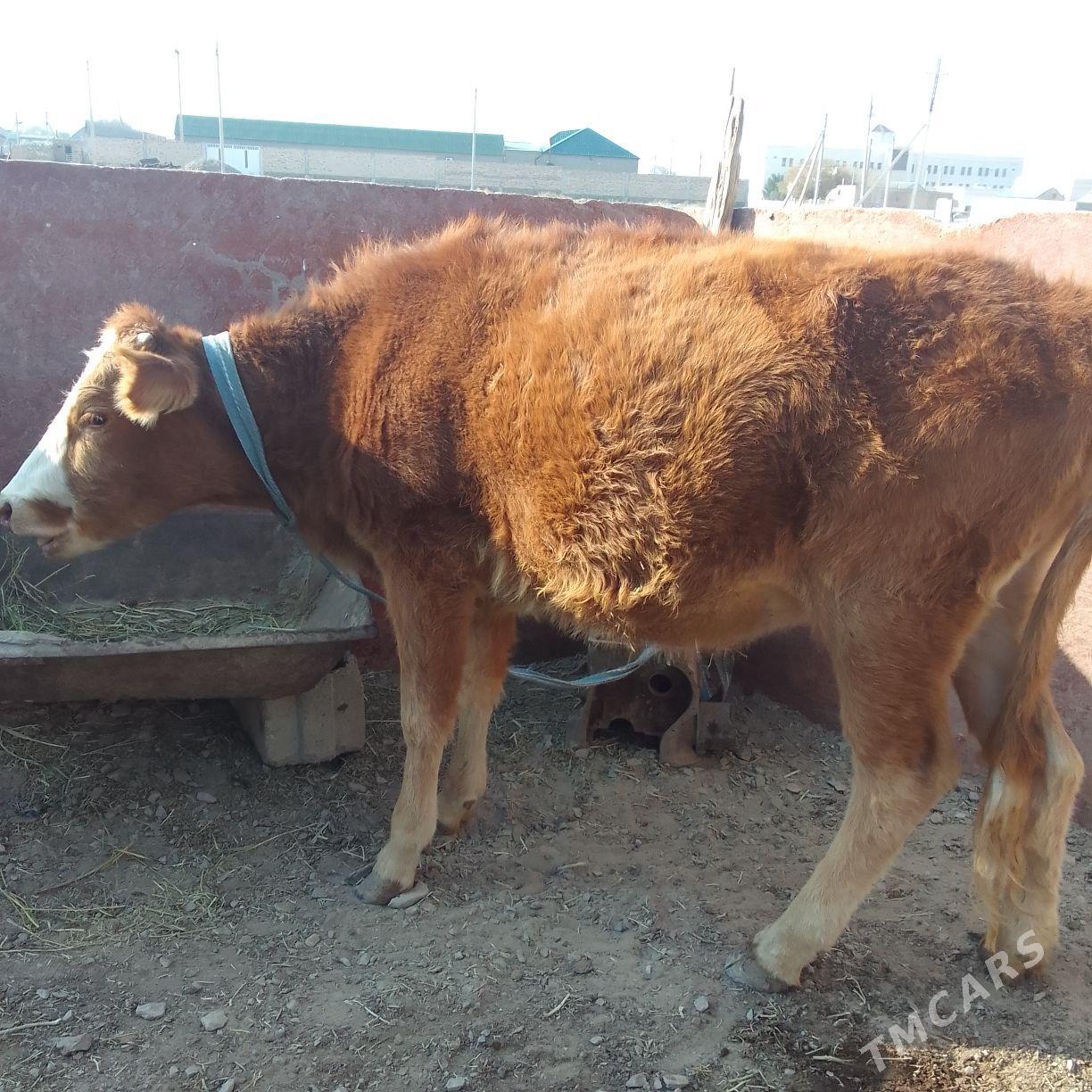 Gaçar - Bereket - img 3