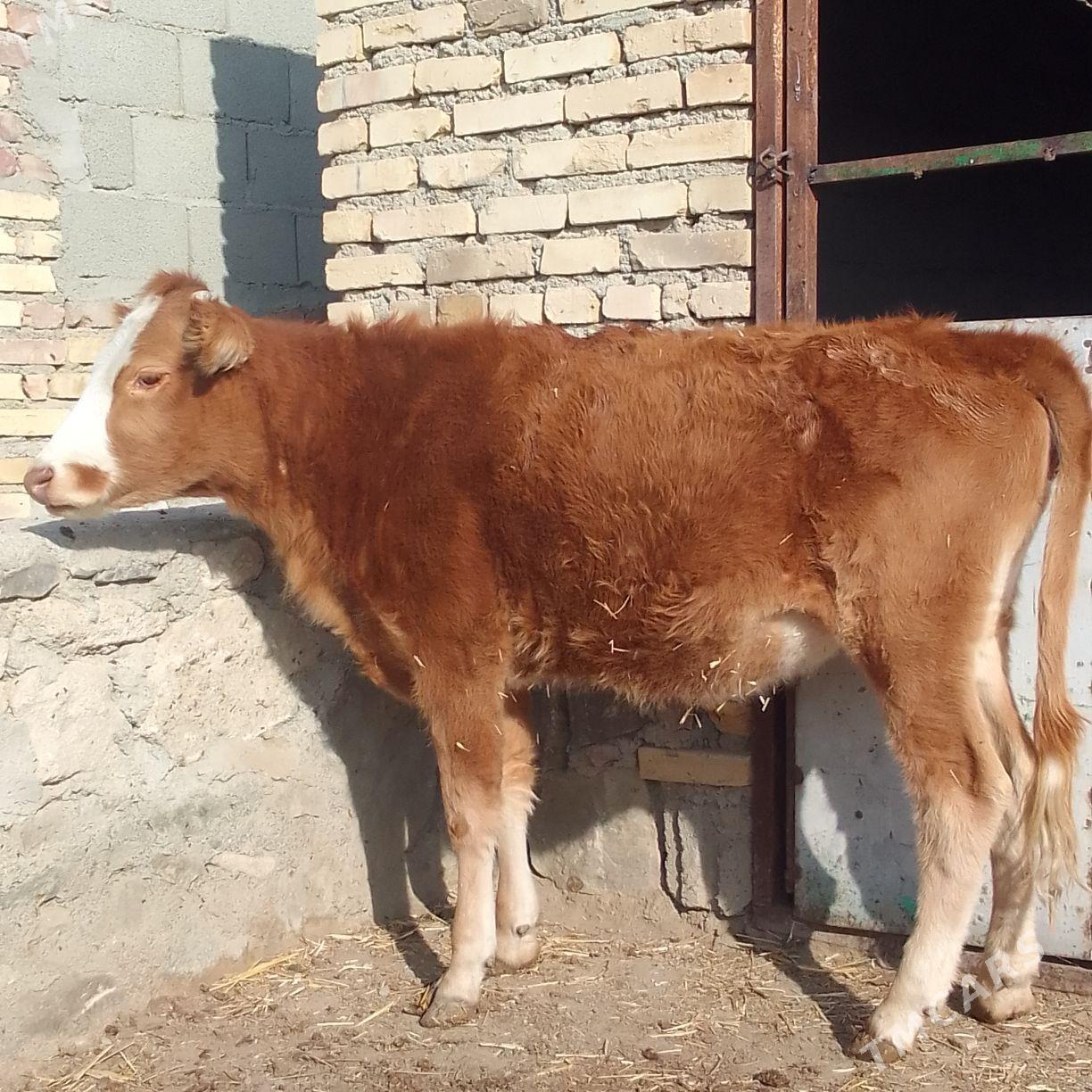 Gaçar - Bereket - img 2