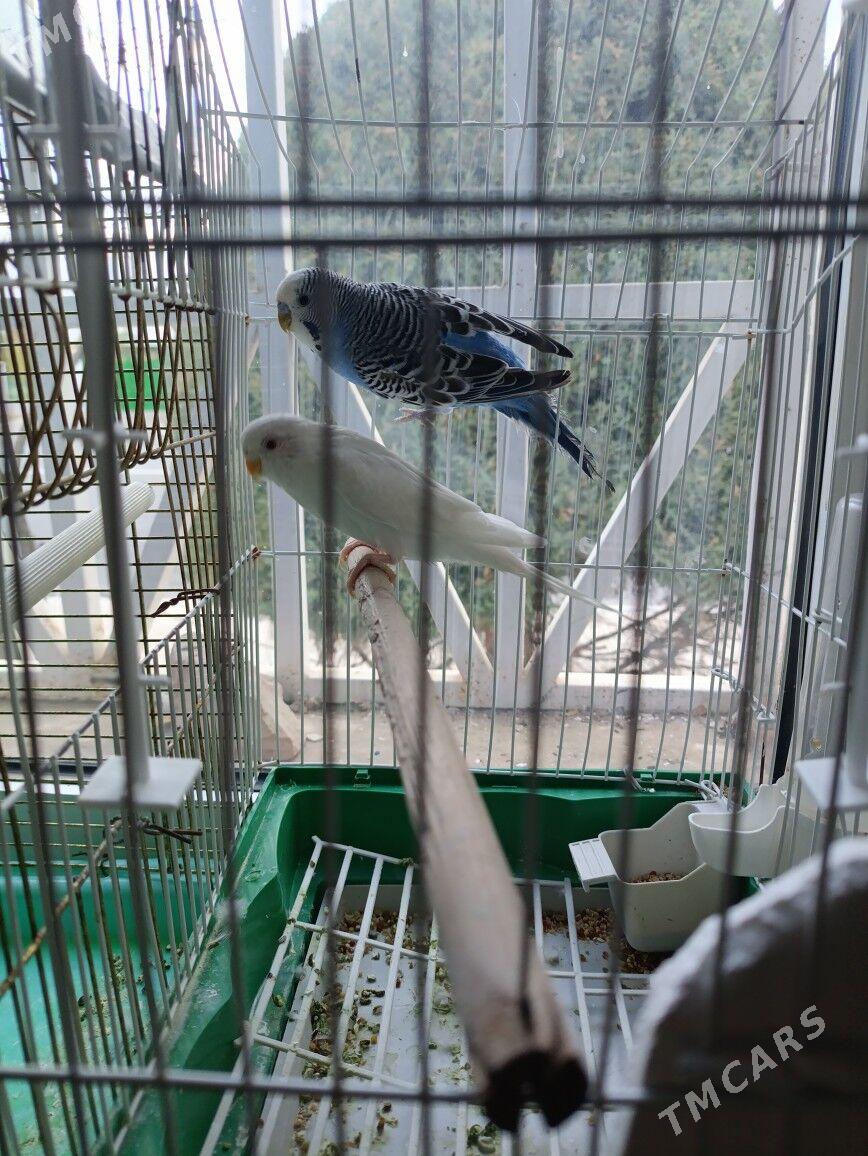 valnisti gus - Тязе заман - img 2