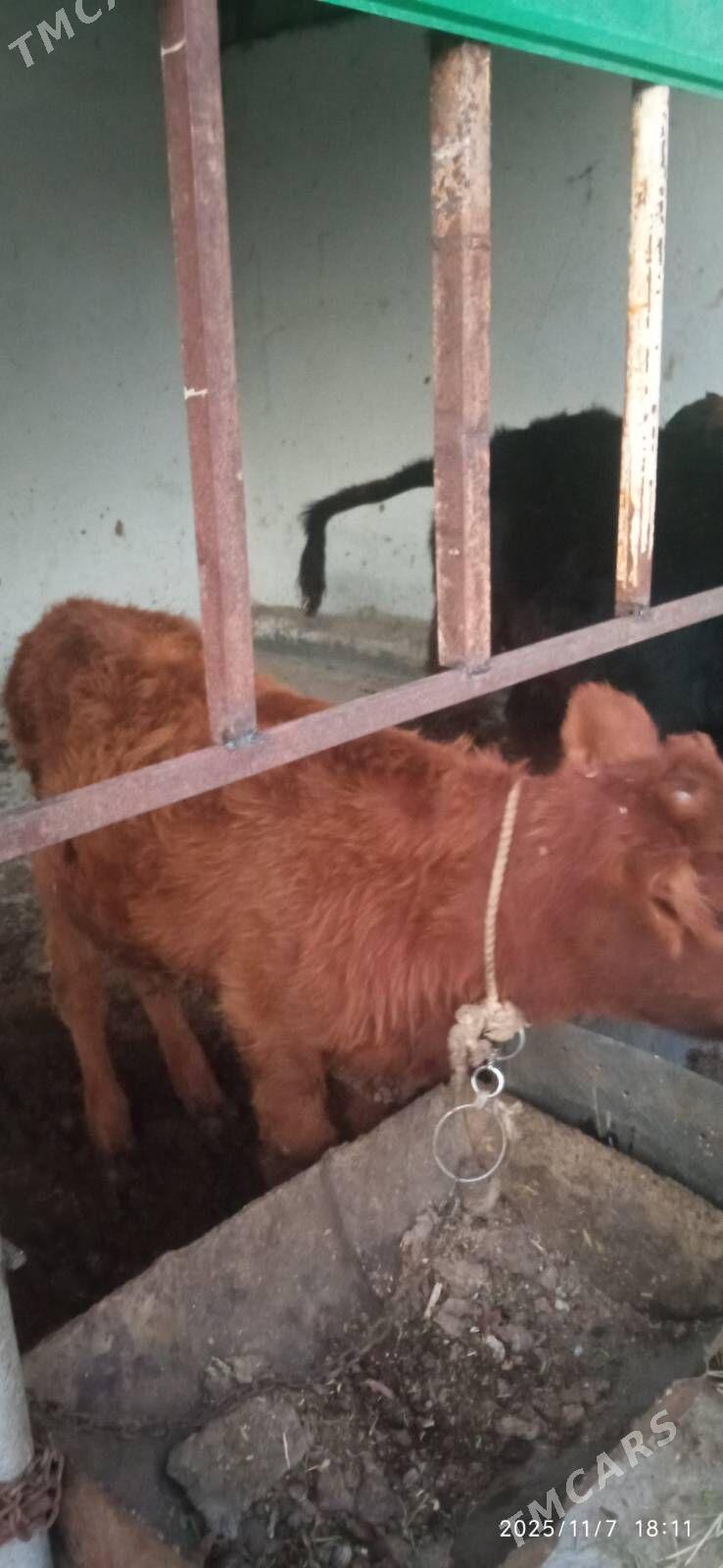 ökuzçe - Änew - img 2