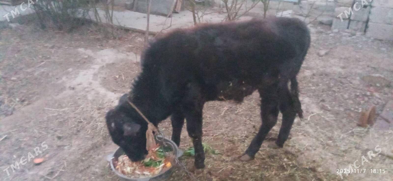 ökuzçe - Änew - img 3