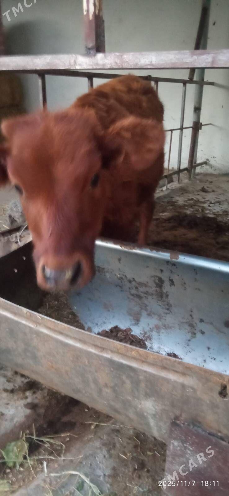 ökuzçe - Änew - img 1