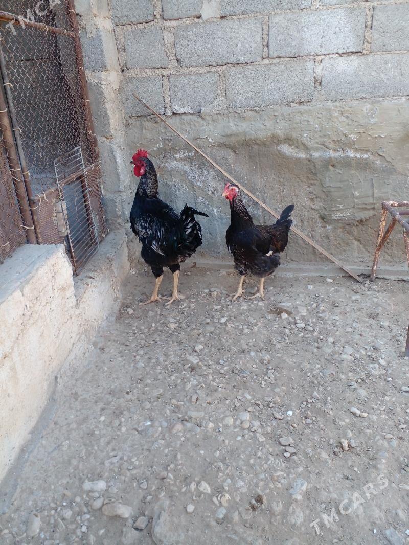 gigant - Gumdag - img 2