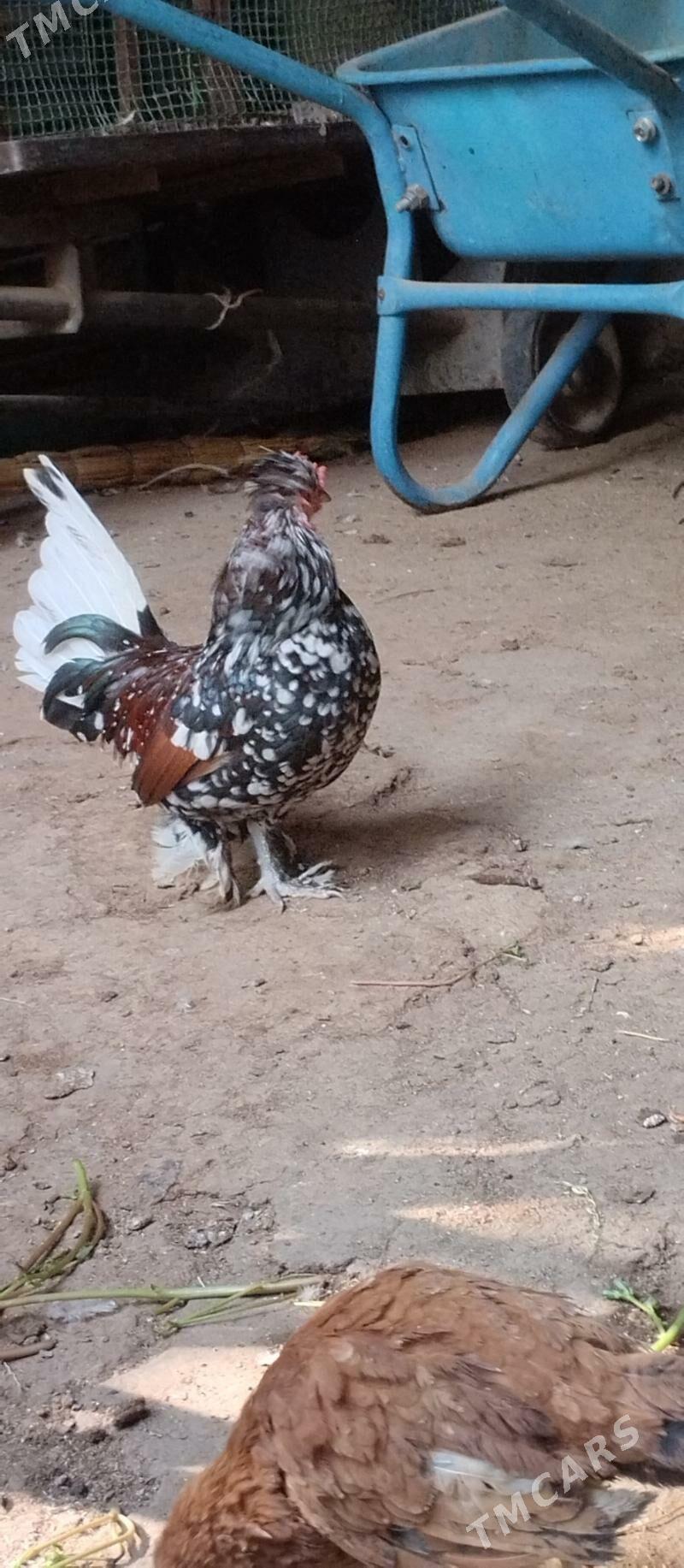 Karlik horoz - Хитровка - img 4